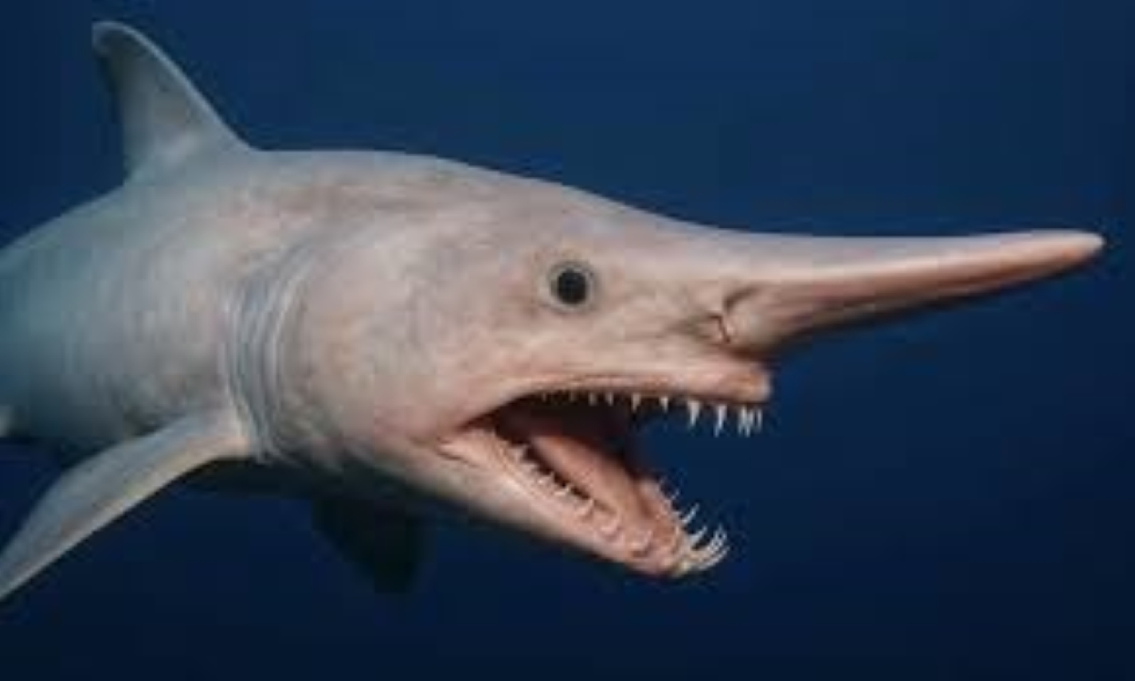 Why Some Animals Evolved to Be Terrifying (And It Makes Perfect Sense)