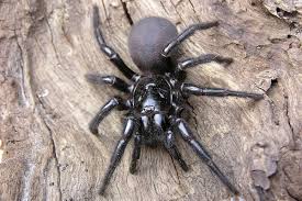 Sydney Funnel-Web Spider