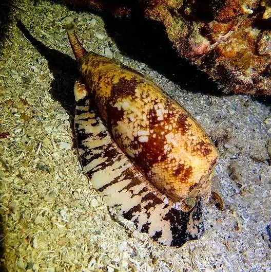 10 Animals That Can Kill You in Seconds (And You’ve Probably Never Heard of Them)